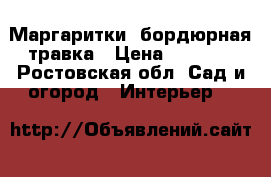 Маргаритки. бордюрная травка › Цена ­ 10-50 - Ростовская обл. Сад и огород » Интерьер   